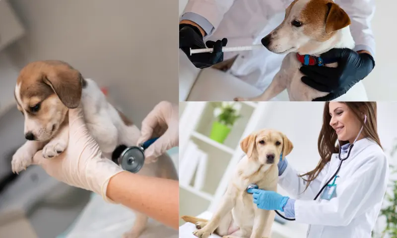 Köpek Veteriner Fiyatları ve Hayvan Dostlarınız İçin Kesintisiz Hizmet
