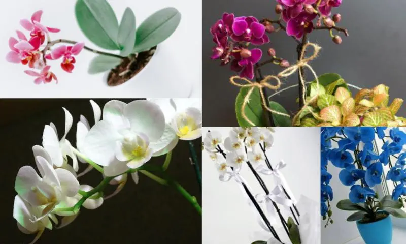 Zarif Orkide Tasarımları