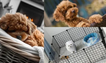 Evde Küçük Irk Köpek Eğitimi Neden Önemlidir?