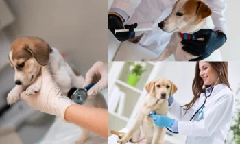 Köpek Veteriner Fiyatları ve Hayvan Dostlarınız İçin Kesintisiz Hizmet