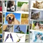 Reward Your Dog