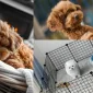 Why is Small Breed Dog Training at Home Important?