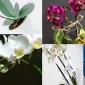 Elegant Orchid Designs