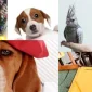 Pet Forum Nedir?