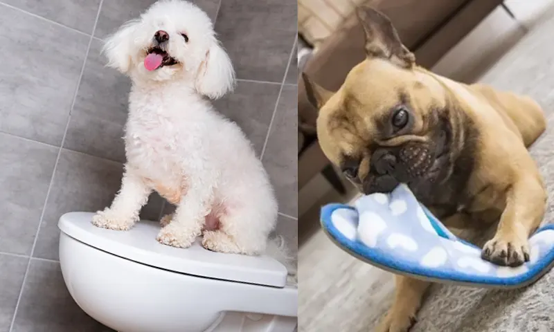 evdekucukırkkopek-2-li-1