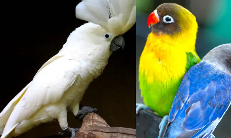 parrot-pair-1